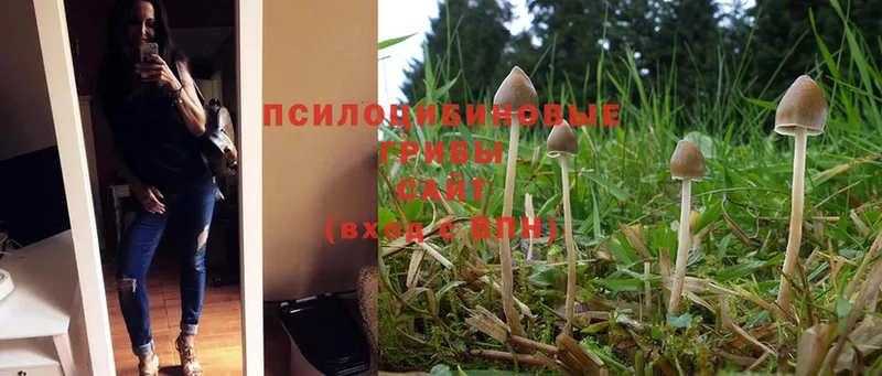 Галлюциногенные грибы Psilocybe Никольск